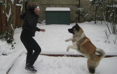 Akita Dog Behaviour Training in Inverness
