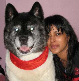Large Breed Akita companion dog training Inverness