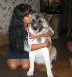 Akita Puppy Dog Whisperer Training and Behaviour inverness
