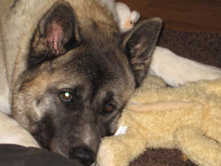 Dog Training vets veterinary care inverness