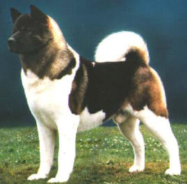 American akita proud stance