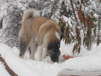 akita forest snow walks