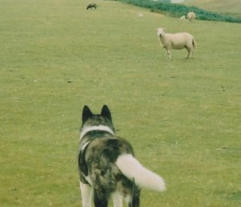 dog puppy hunting in field inverness