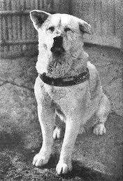 akita Hacki-Ko loyalty to owner