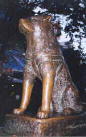 akita Hacki-Ko loyalty to owner statue