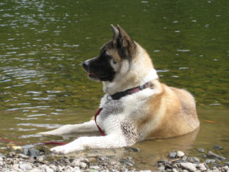 dog and puppy playing in inverness river