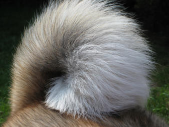 akita tail