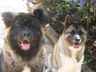 akita longcoat training and behaviour Inverness