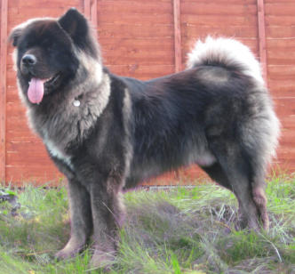 Akita longcoat Puppy Training Inverness