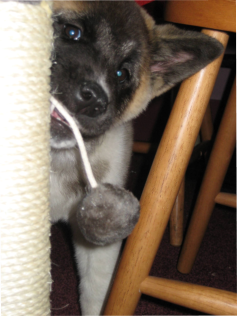 dog and puppy chewing furniture