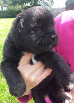 Akita Longcoat Puppy